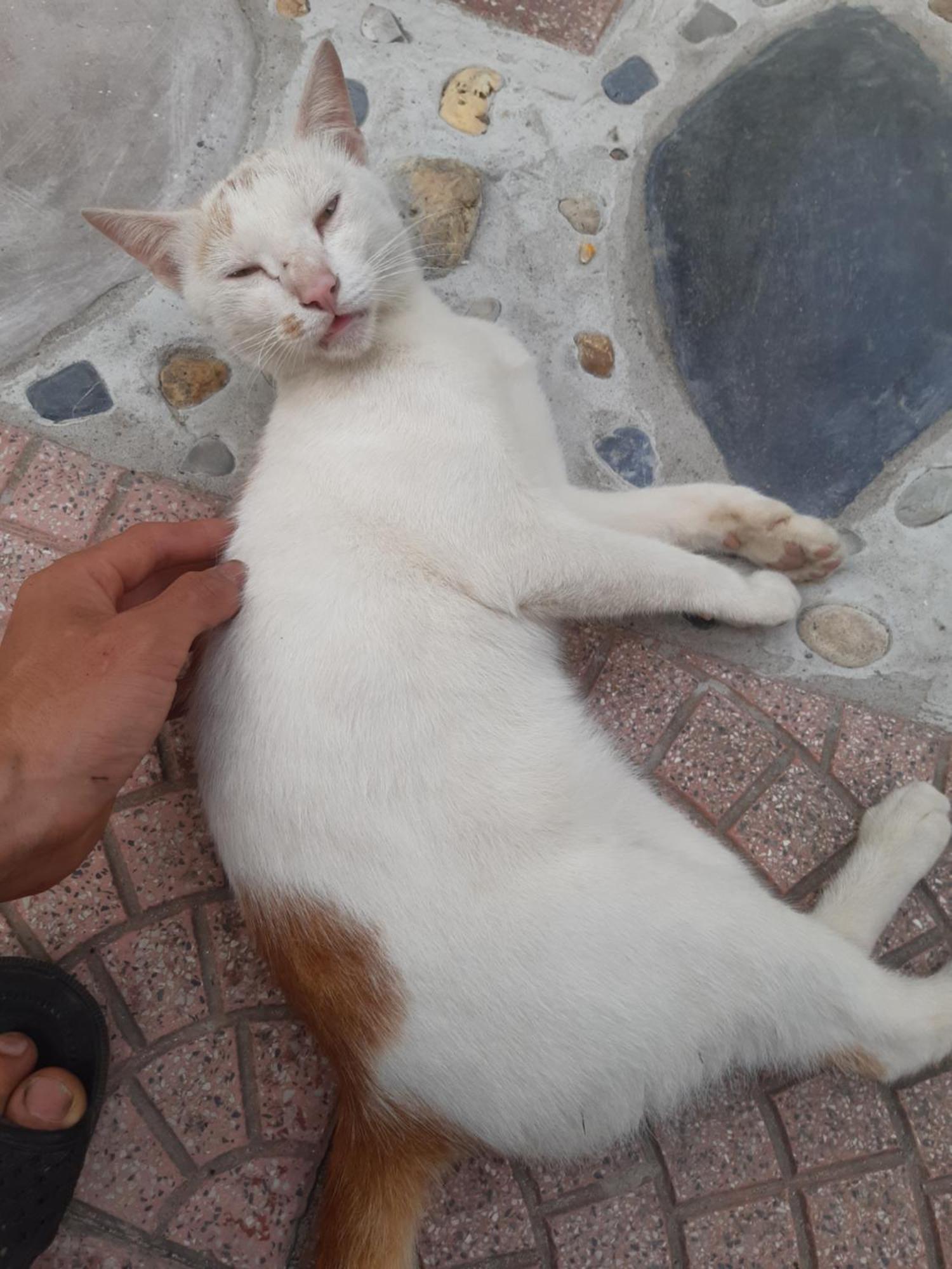 Central Hills Cat Ba Xuan Dam エクステリア 写真